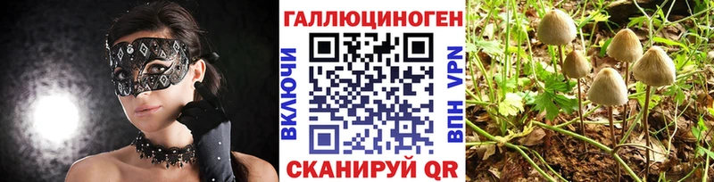 Купить где  Курильск  Галлюциногенные грибы мицелий 